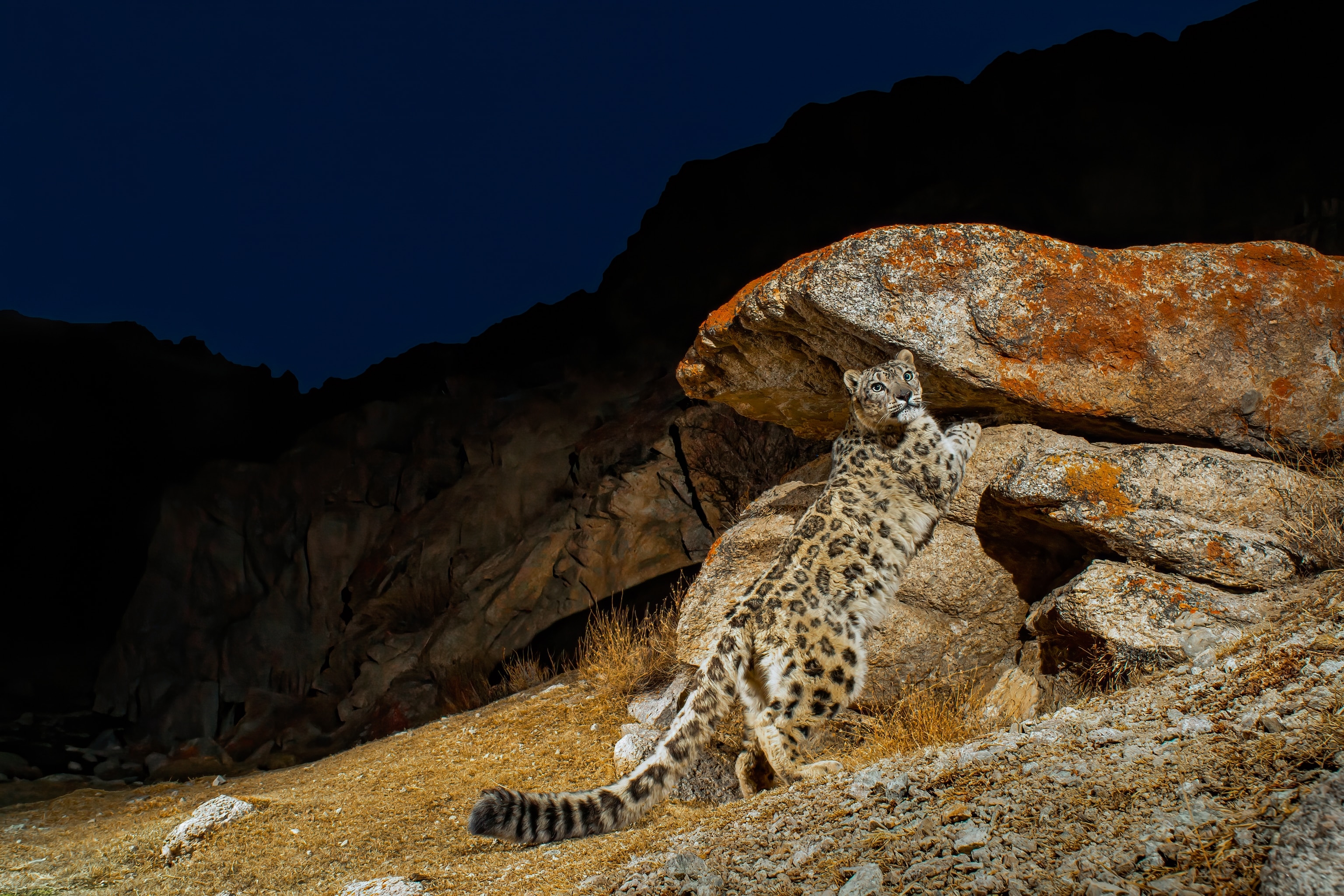 A snow leopard is photographed on a camera trap as it scent marks a rocky ledge in India. Cheek rubbing and leaving marks is a way of marking their territory and leaving messages for other leopards that enter their area.