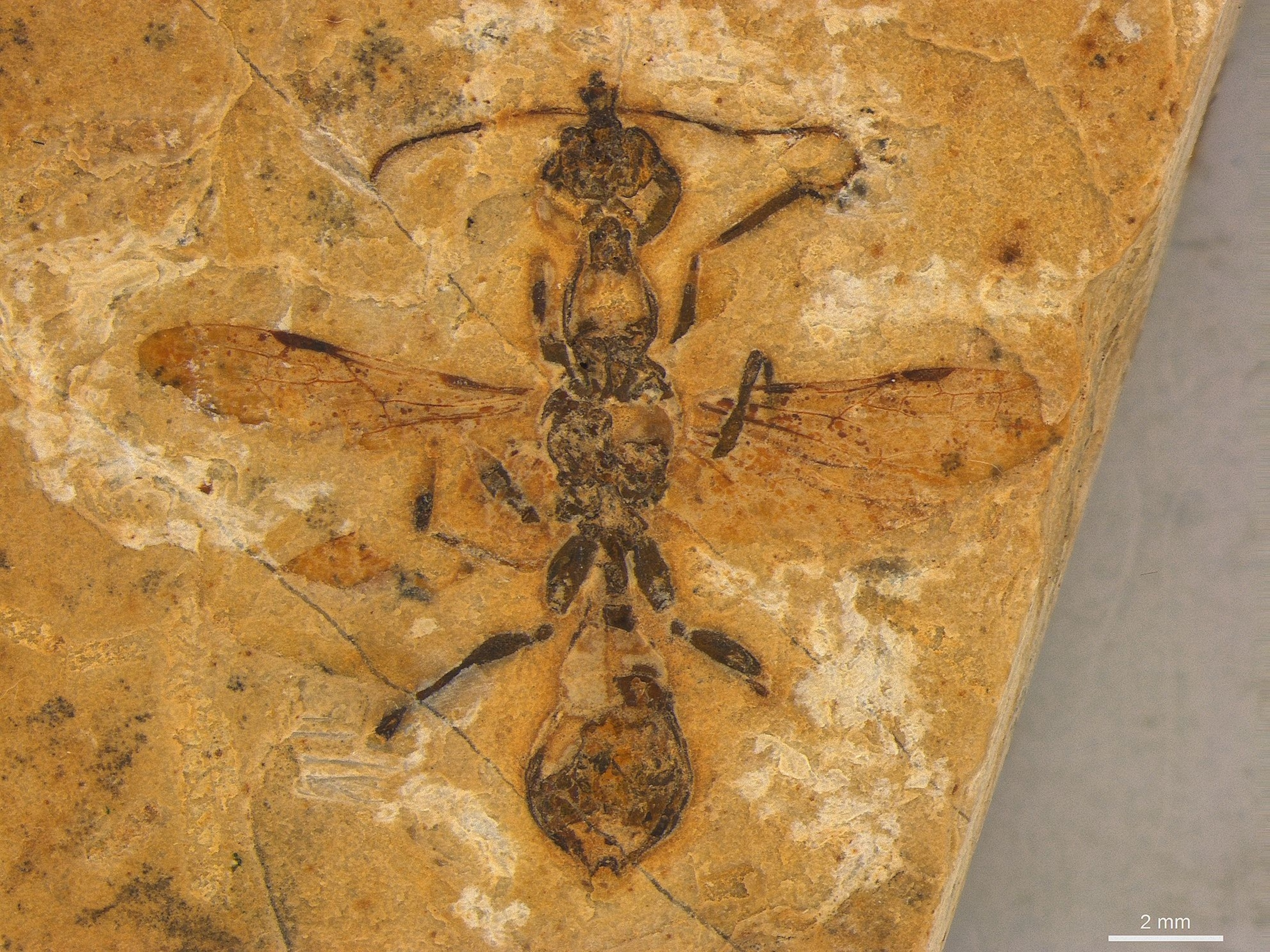 A close up of the remnants of an ant in stone.
