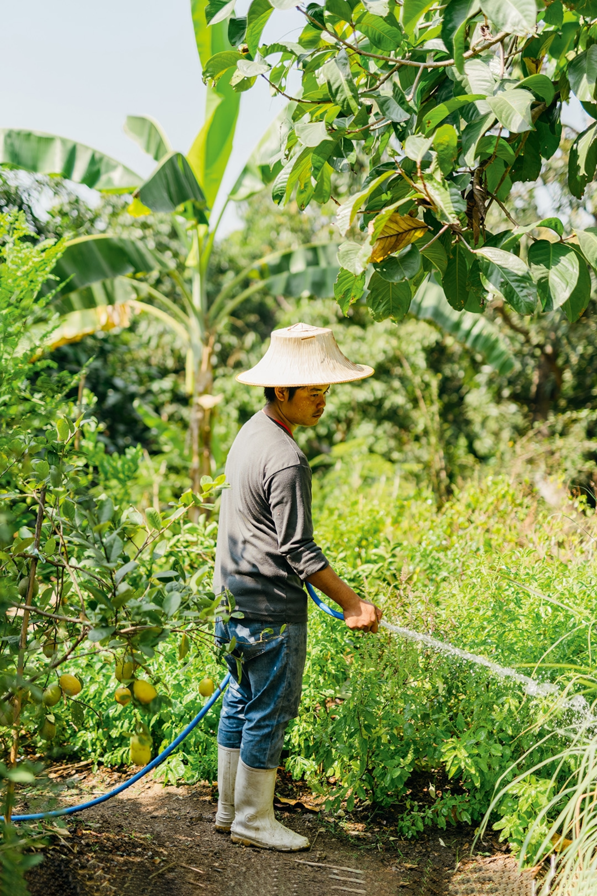 A gardener tends to fruits and vegetables at Poomjai Garden in Bangkok.