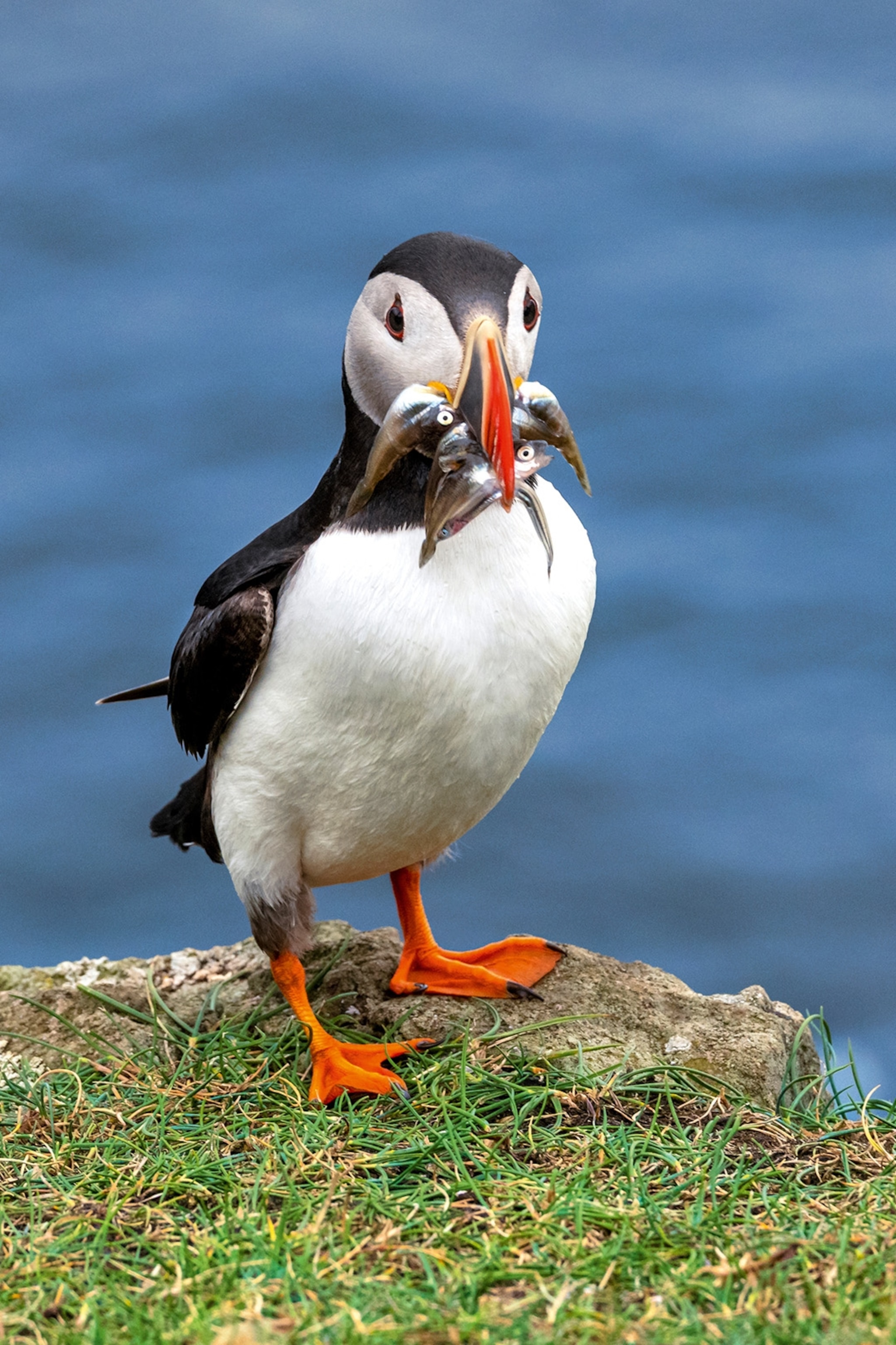 A penguin in its habitat in the Faroe Islands