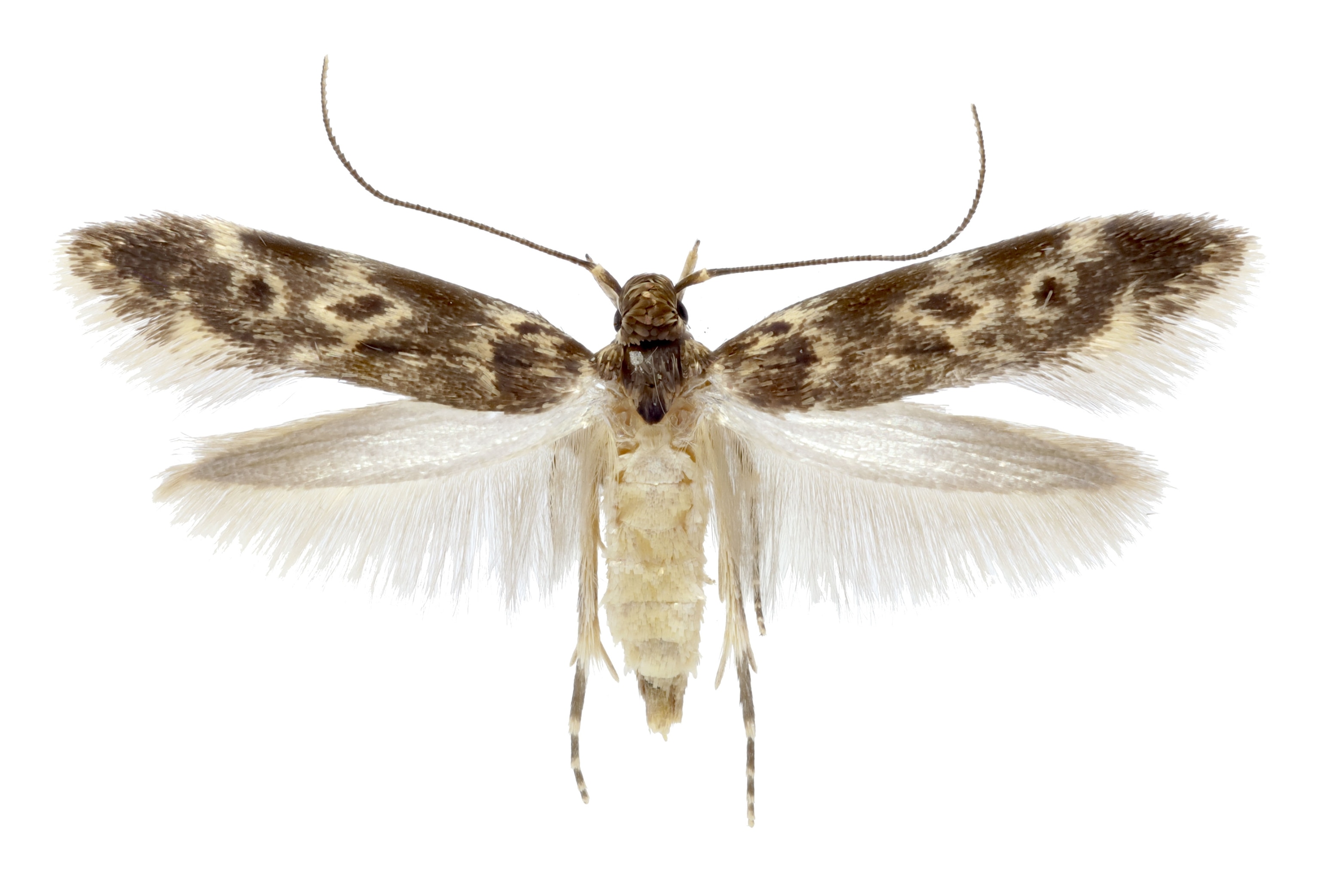 A insect with wings the top pair are patterned and the bottom pair are textured.