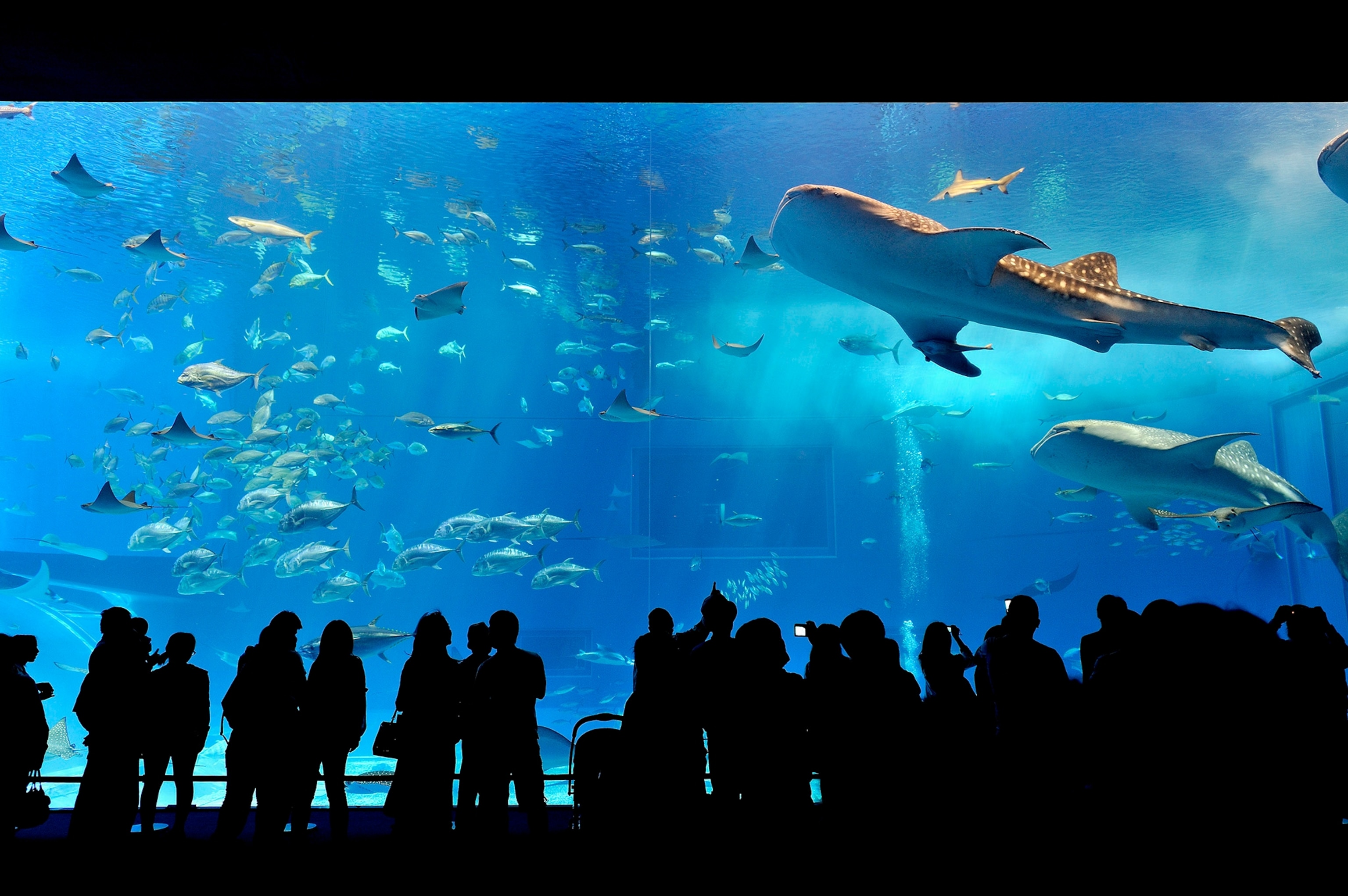 The water tank of Okinawa Churaumi Aquarium.