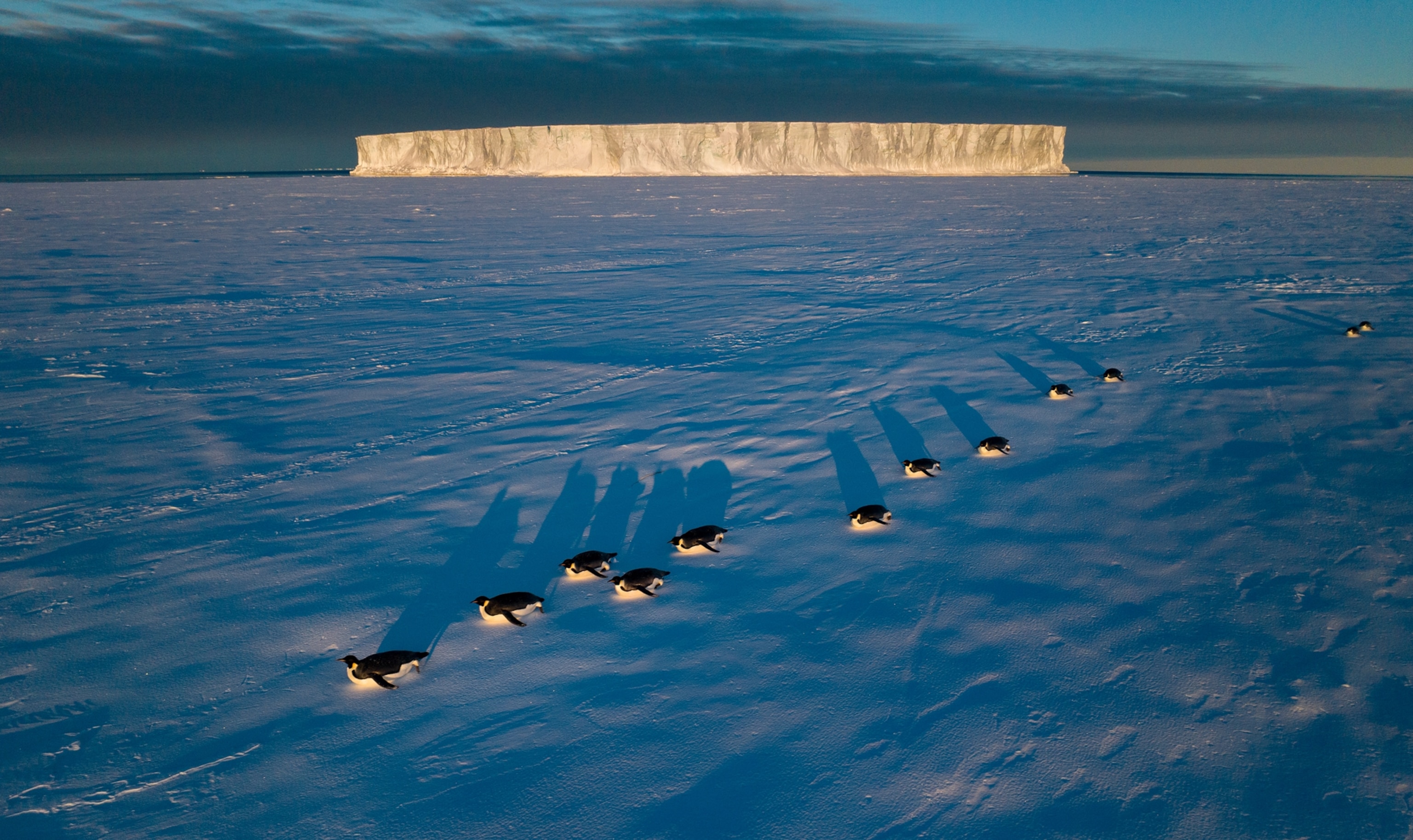 Emperor penguins are seen tobogganing— sliding on their bellies while pushing with their flippers and feet— across the ice.