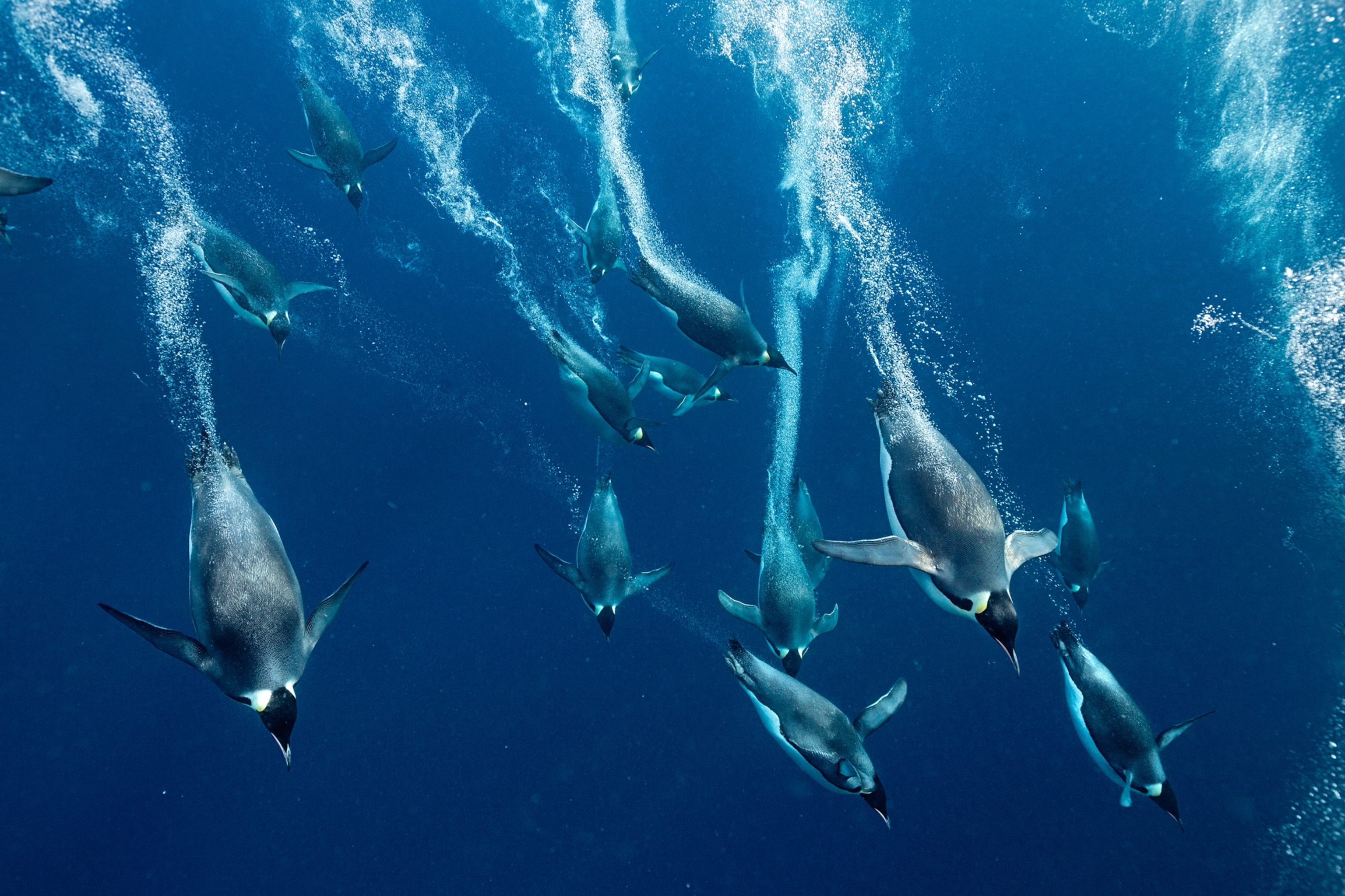 Emperor penguins diving down underwater.