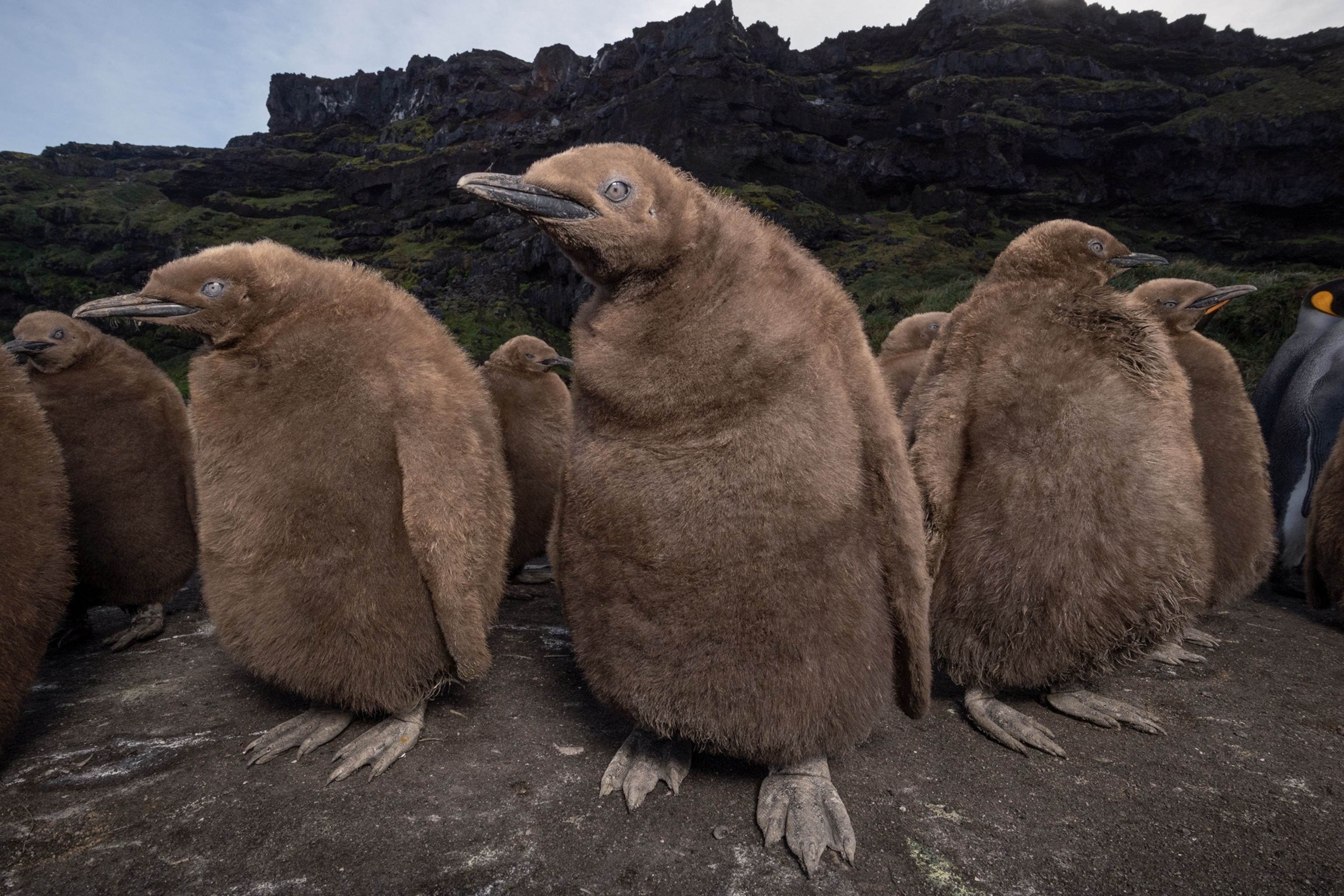Brown down feathers of king penguin chicks, seen here at Good Hope Bay on Marion Island, crowd together.