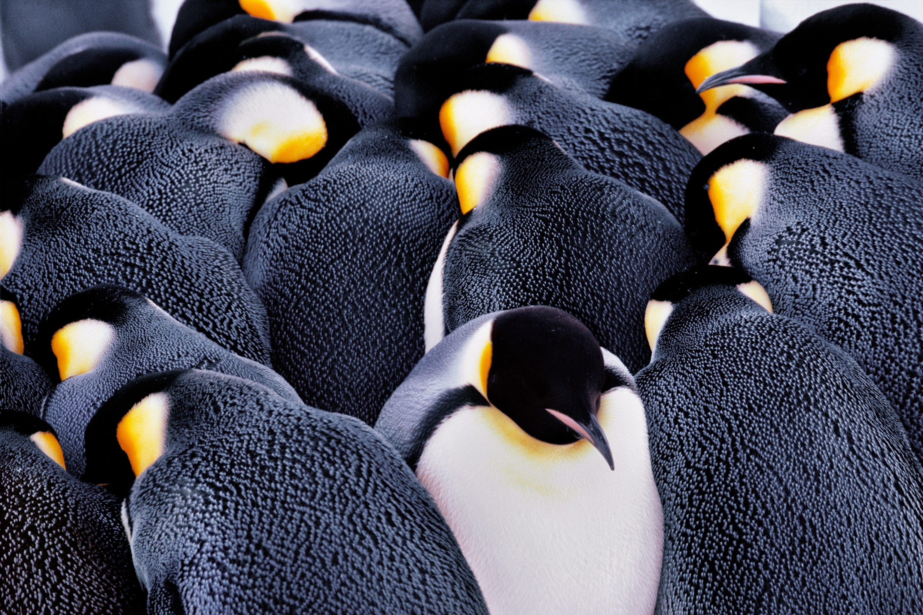 Emperor penguins huddling together.
