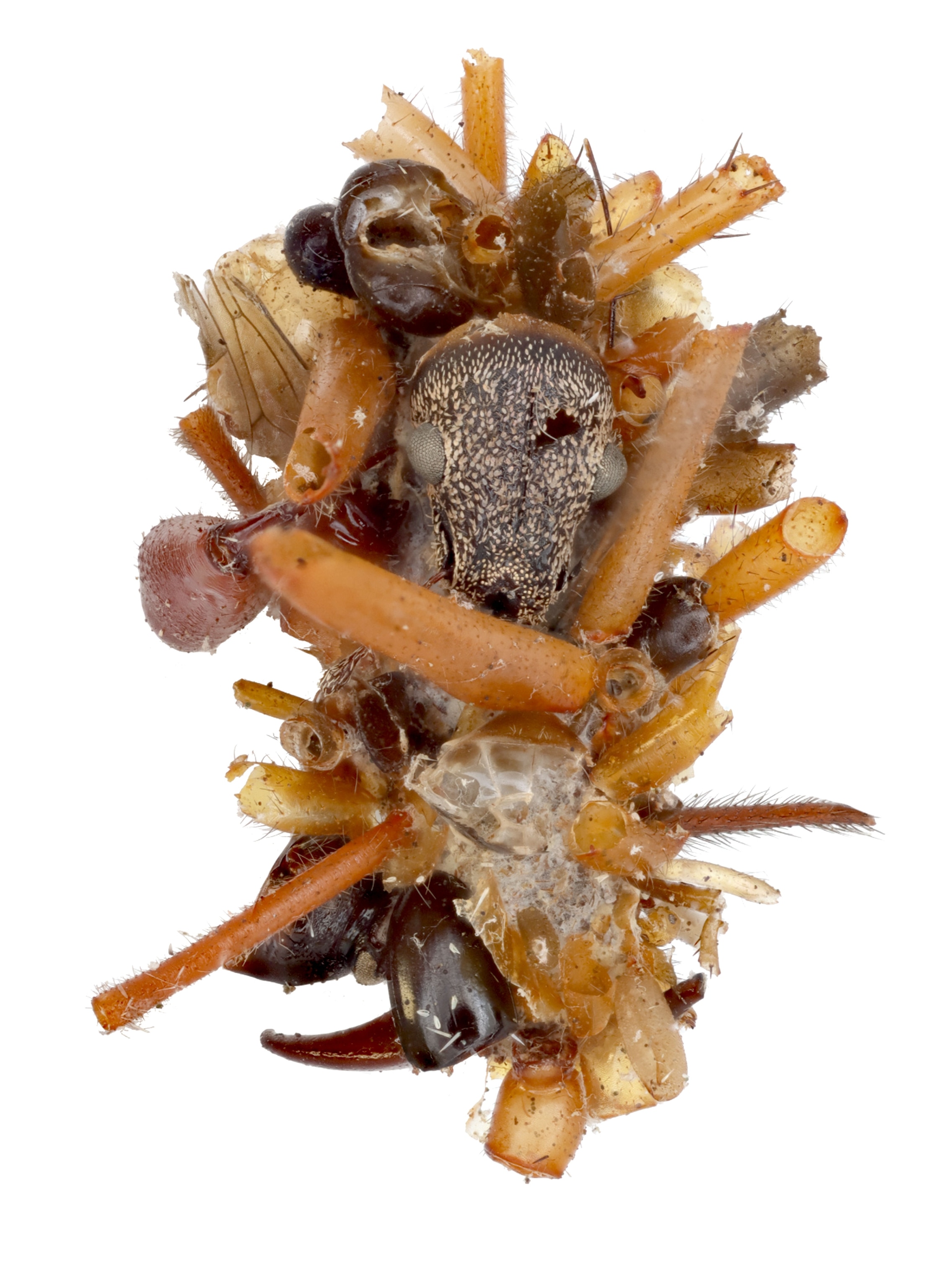 A larva encased in a weevil head at the center, an ant head right above, it has spider legs, bits of fly wing, some beetle wing and abdomen, and other parts.