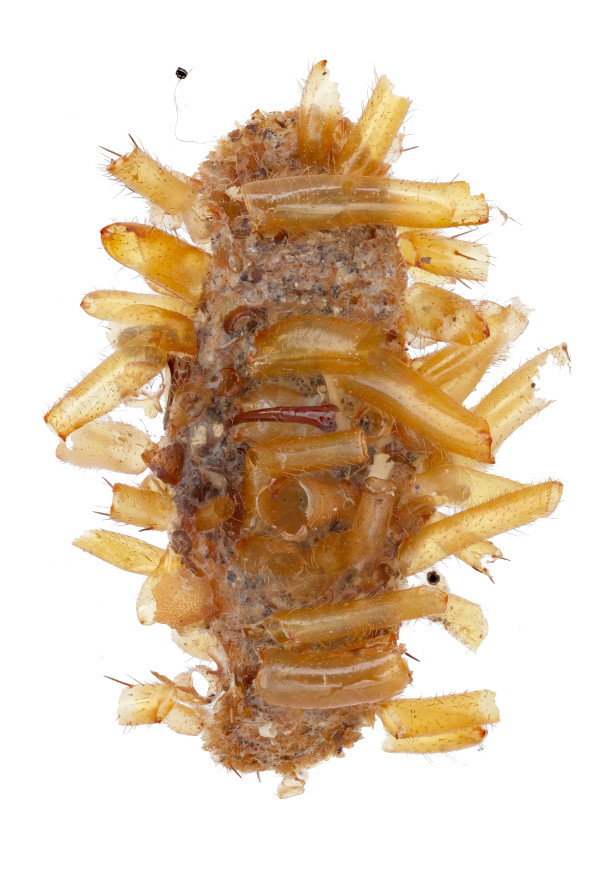 An oval shape with sediments attached.