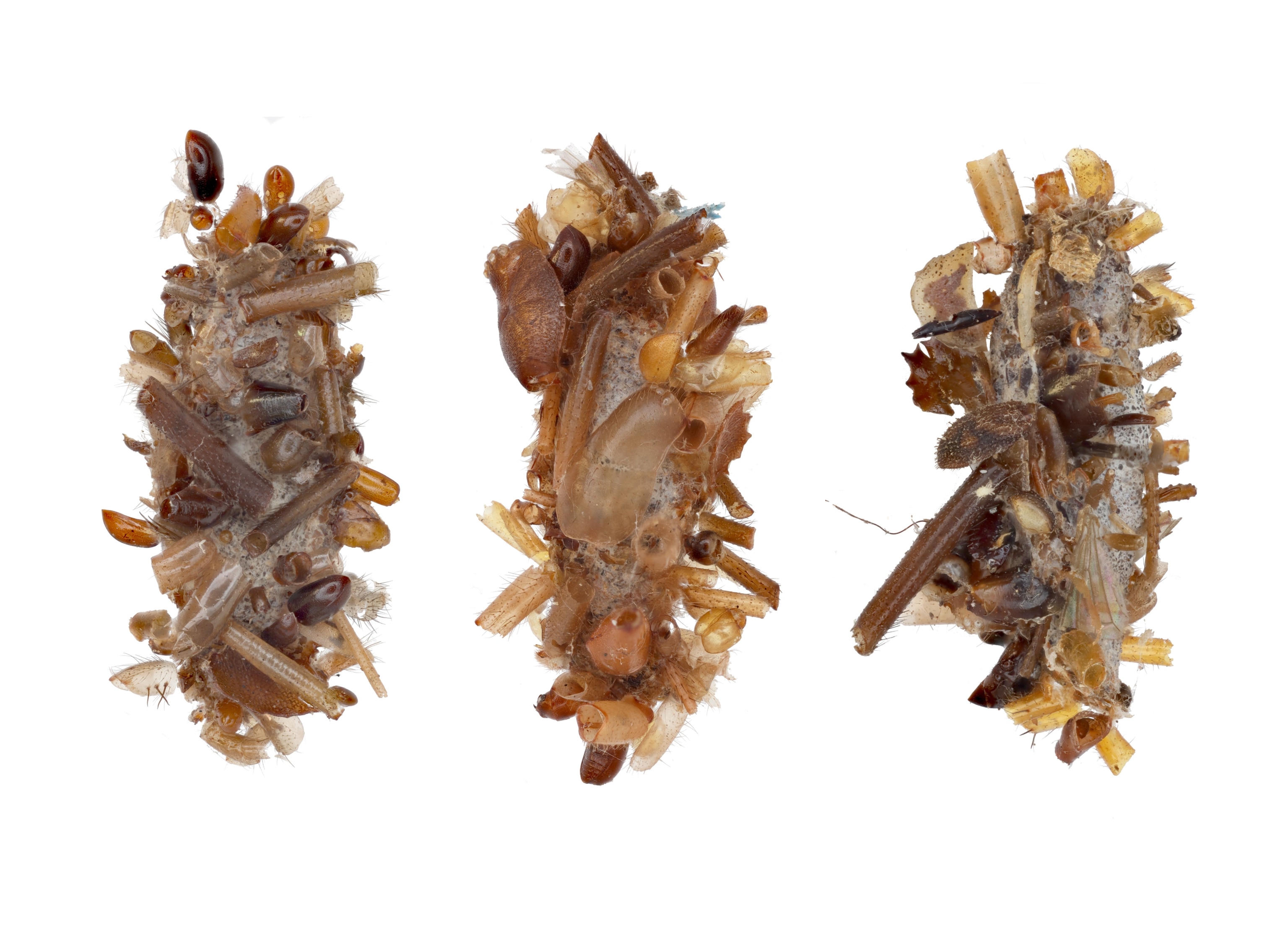 Three bone collector caterpillar cases