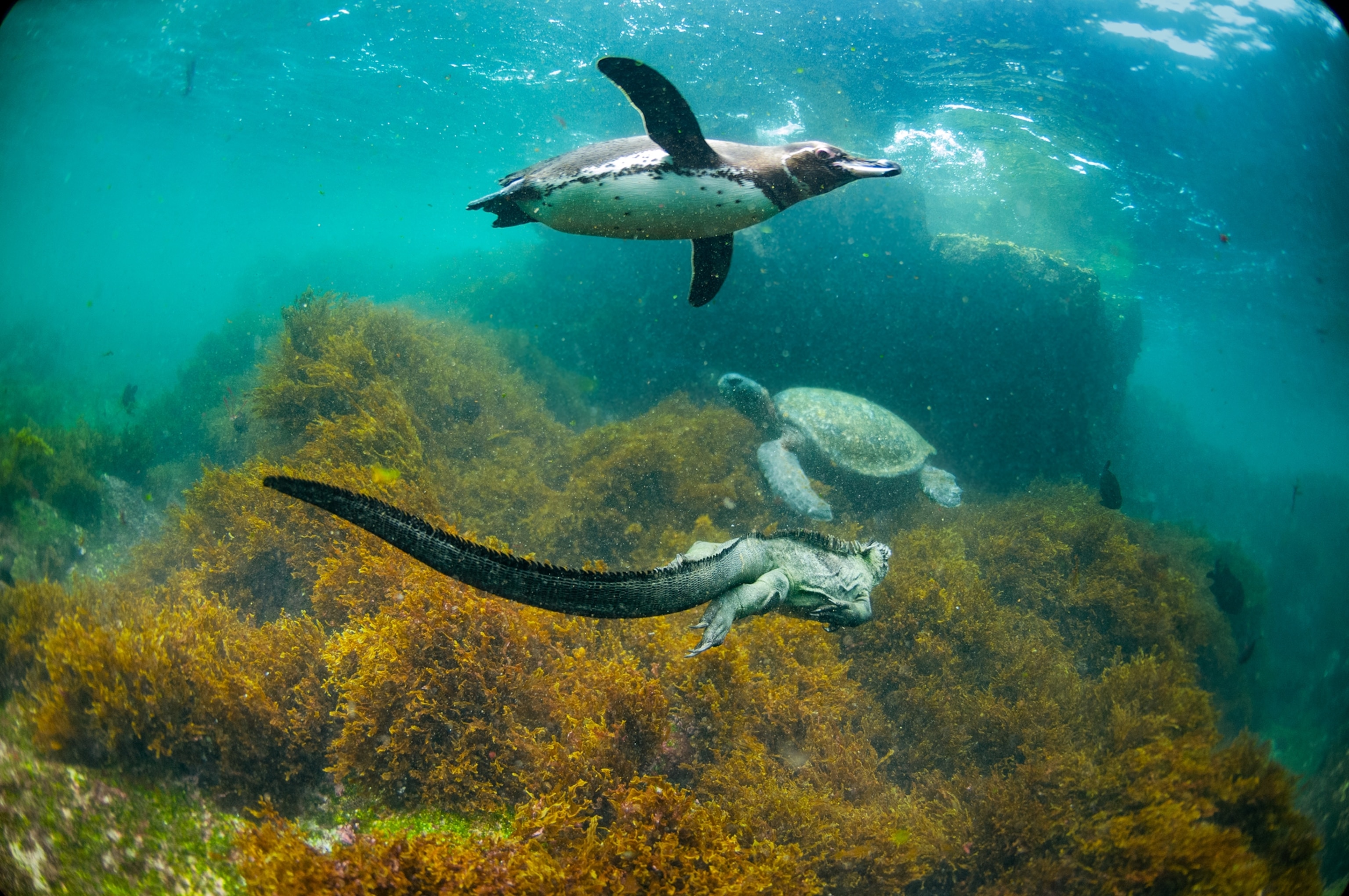 A Galápagos penguin swims alongside a green sea turtle and a marine iguana in the cool, clear water near Fernandina Island.