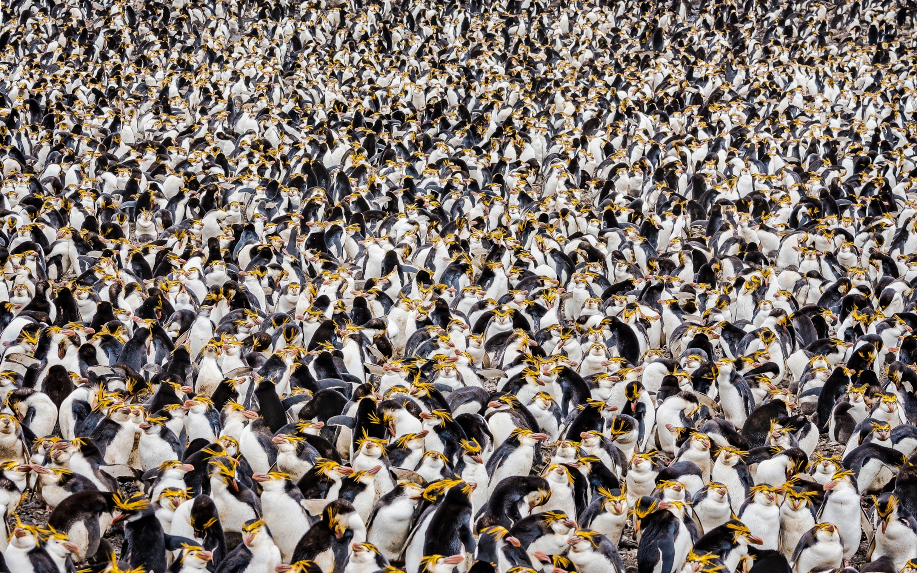 A photograph of hundreds of royal penguins crowded around.